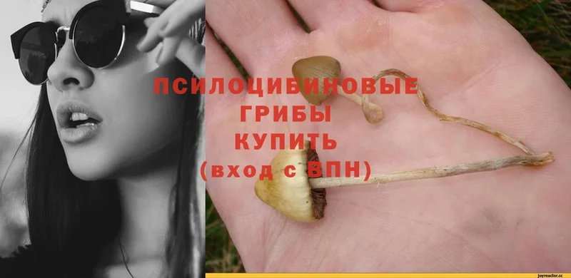 купить наркотики сайты  блэк спрут как войти  Галлюциногенные грибы Cubensis  Новосиль 